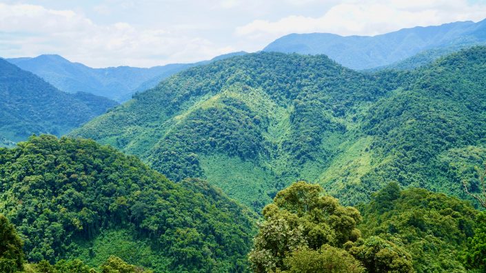 Laos_Annamites_forest_credit_Andrew_Tilker