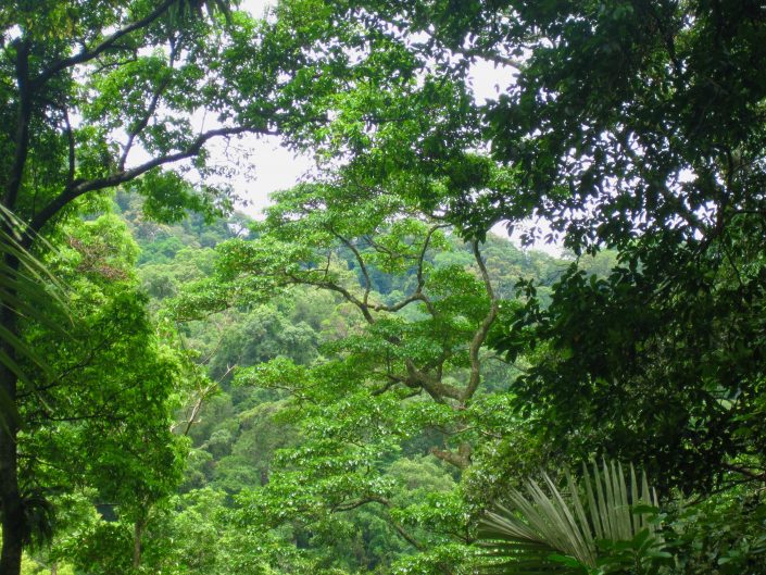 Vietnam_Annamites_forest_credit_Andrew_Tilker