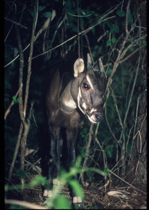 juvenile_saola_credit_Jonathan_Eames
