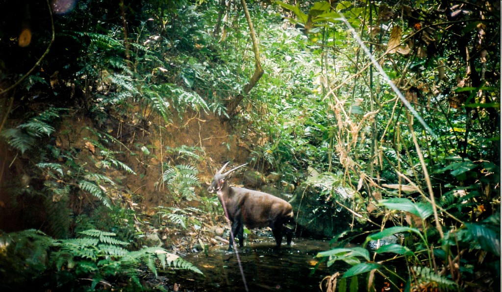 What is a Saola? – The Saola Working Group