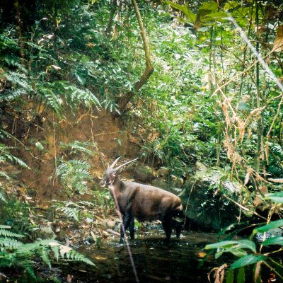 saola_camtrap_200_dpi