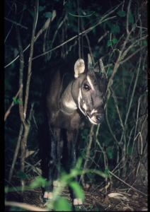 juvenile_saola_credit_Jonathan_Eames