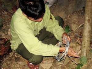 removing_snares_Vietnam_credit_Andrew_Tilker