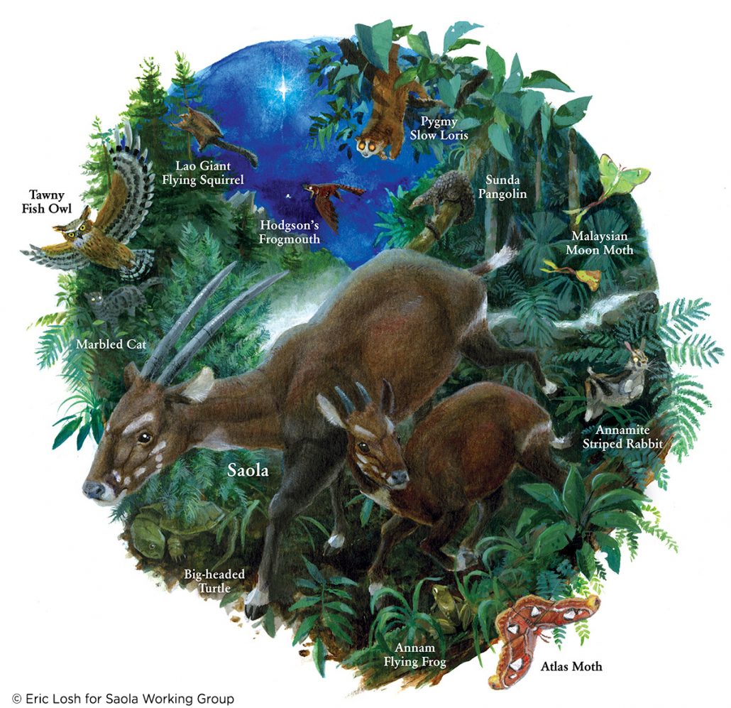 evening-in-the-annamites-saola_eric-losh-copyright