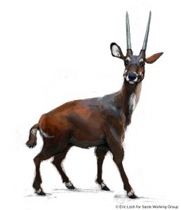 saola-right_eric-losh-copyright